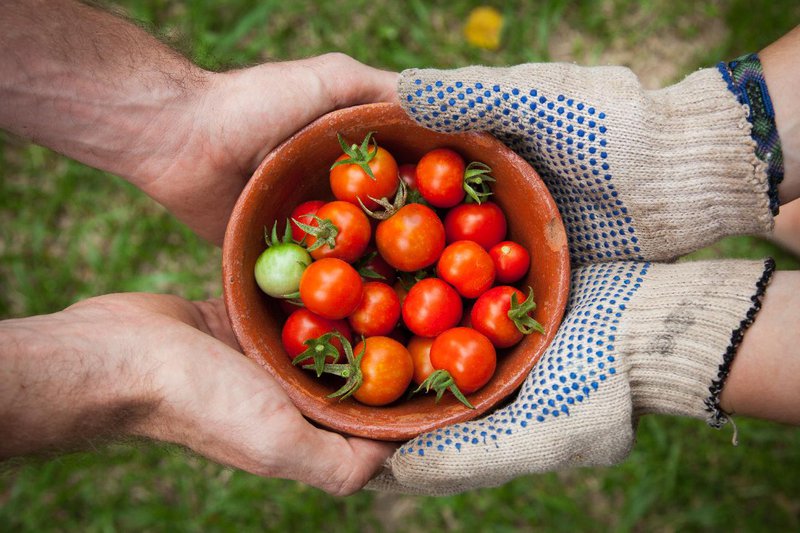 fruit picking