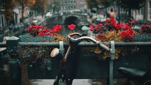 flowers in Amsterdam, Netherlands